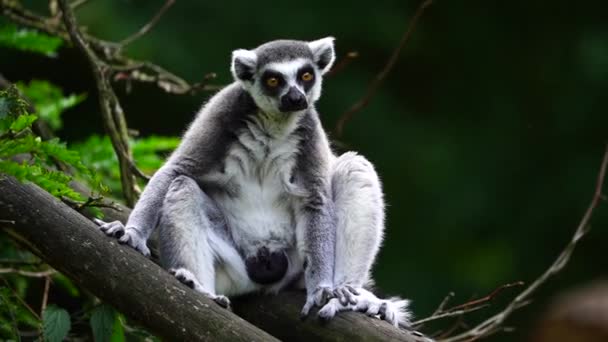 Video Ring Tailed Lemur — Stock Video