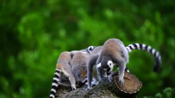 Vídeo Anel Cauda Lemur — Vídeo de Stock