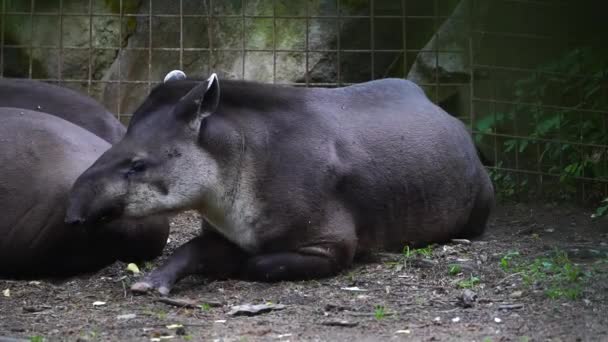 Video Tapir Sudamericano — Vídeo de stock