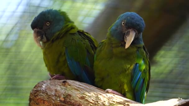 Βίντεο Του Blue Headed Macaw — Αρχείο Βίντεο