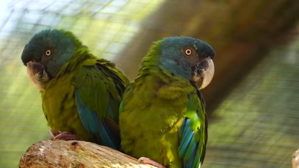 Video Blue Headed Macaw — Stock Video