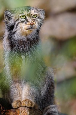 Manul 'un hayvanat bahçesindeki portresi