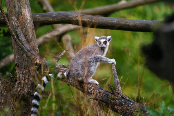 Portrait Ring Tailed Lemur — Stock Photo, Image
