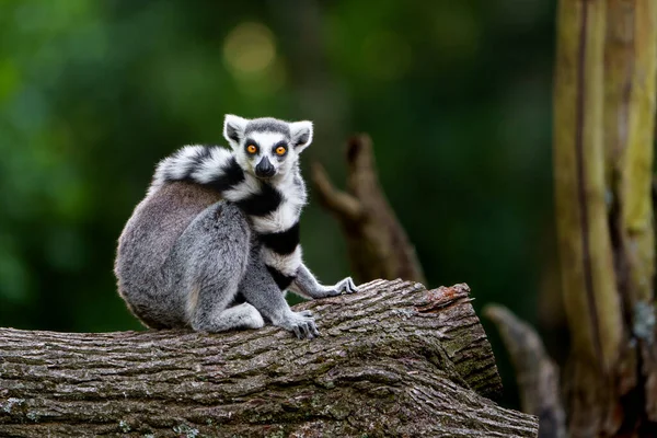 Portrait Ring Tailed Lemur Royalty Free Stock Images