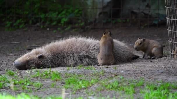 Video Capybara Kebun Binatang — Stok Video