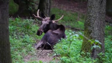 Hayvanat bahçesindeki Moose videosu