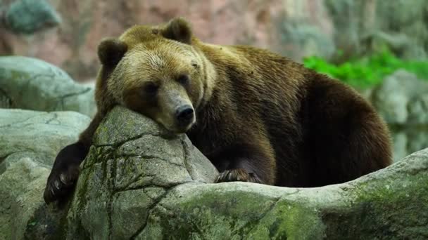 Wideo Niedźwiedziem Brunatnym Kamchatka — Wideo stockowe