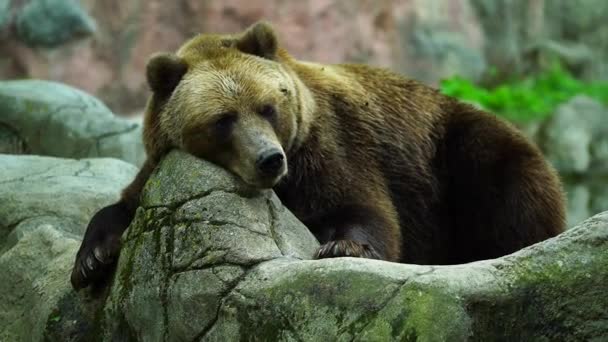 Відео Камчатського Бурого Ведмедя — стокове відео