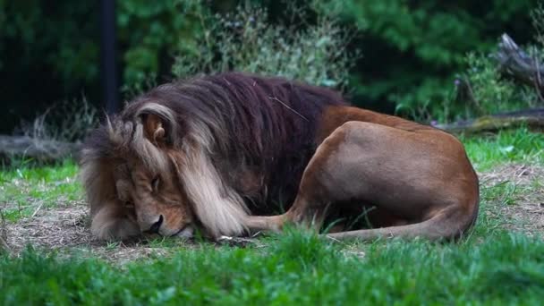 動物園のライオンのビデオ — ストック動画