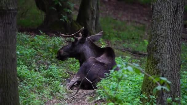 Hayvanat Bahçesindeki Moose Videosu — Stok video
