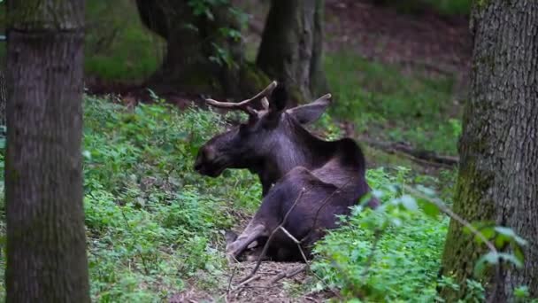 Video Moose Zoológico — Vídeo de stock