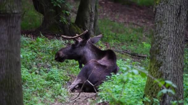 Video Van Moose Zoo — Stockvideo