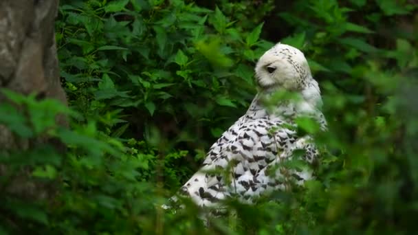 Hayvanat Bahçesindeki Kar Baykuşu Videosu — Stok video