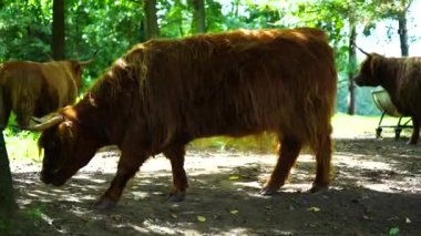 Hayvanat bahçesindeki Highland sığırlarının videosu