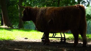 Hayvanat bahçesindeki Highland sığırlarının videosu