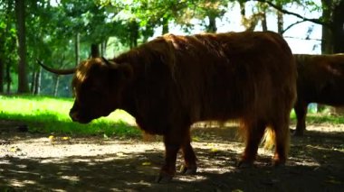 Hayvanat bahçesindeki Highland sığırlarının videosu