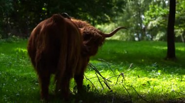 Hayvanat bahçesindeki Highland sığırlarının videosu