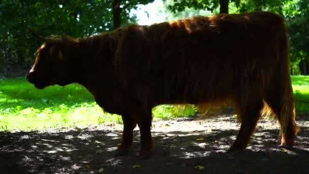 Видео Хайлендского Крупного Рогатого Скота Зоопарке — стоковое видео