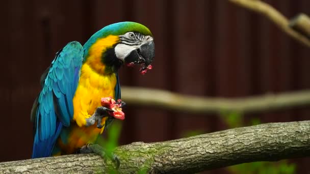 Video Blue Yellow Macaw — Stock Video