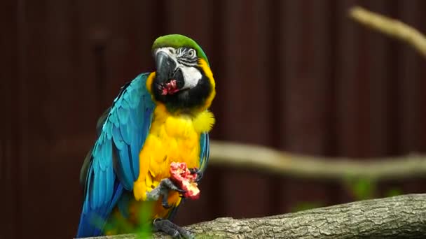 Video Blå Och Gula Macaw — Stockvideo