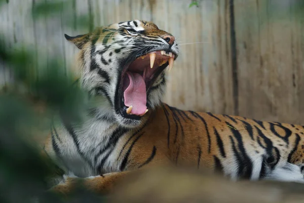 Ritratto Tigre Sumatra Nello Zoo — Foto Stock