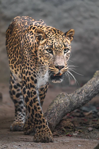 Ritratto Leopardo Dello Sri Lanka Nello Zoo — Foto Stock