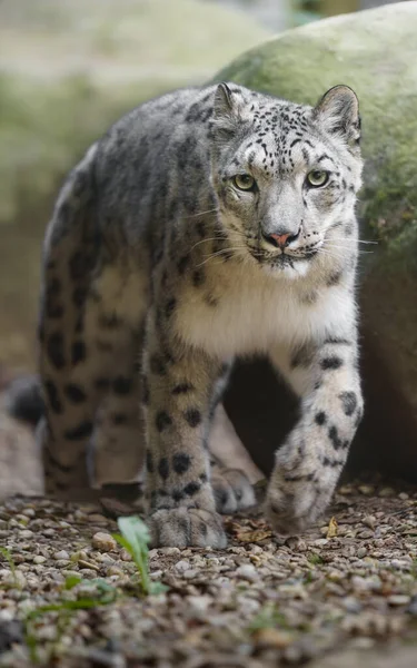 Портрет Снігового Леопарда Зоопарку — стокове фото