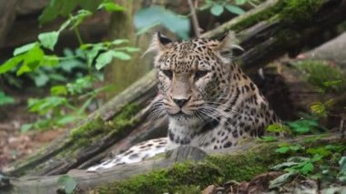 Hayvanat bahçesindeki Pers leoparı videosu