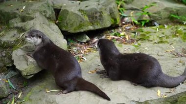 Asyalı küçük pençeli su samurunun videosu