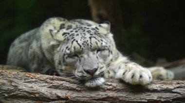 Hayvanat bahçesindeki kar leoparı videosu