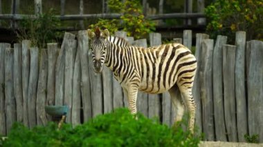 Video of Zebra in zoo