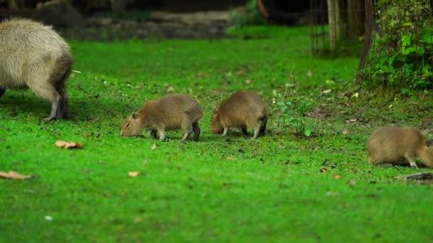 动物园里的Capybara录像 — 图库视频影像