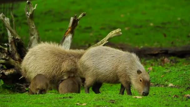 Video Capybara Zoológico — Vídeos de Stock