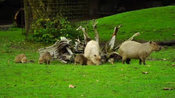 Video Capybary Zoo — Stock video