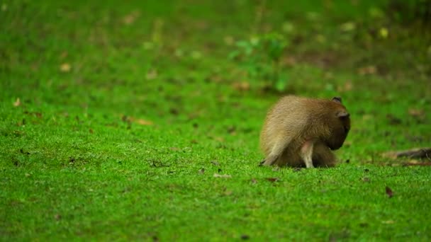 Video Capibara Nello Zoo — Video Stock