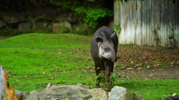 Video Vom Südamerikanischen Tapir — Stockvideo