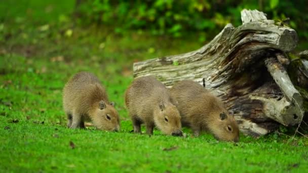 Videó Capybaráról Állatkertben — Stock videók