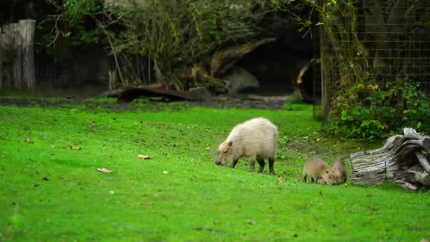 Video Capybara Djurparken — Stockvideo