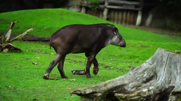 Video South American Tapir — Stock Video