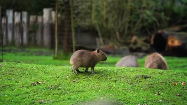 動物園のカピバラのビデオ — ストック動画
