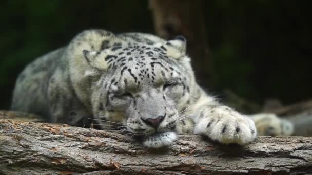 Video Snow Leopard Zoo — Stock Video