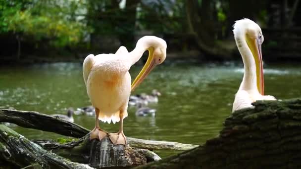 Большой Белый Пеликан Зоопарке — стоковое видео