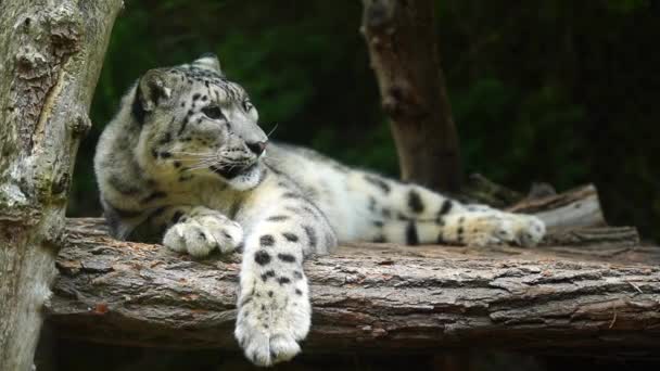 Video Leopardo Nieve Zoológico — Vídeo de stock