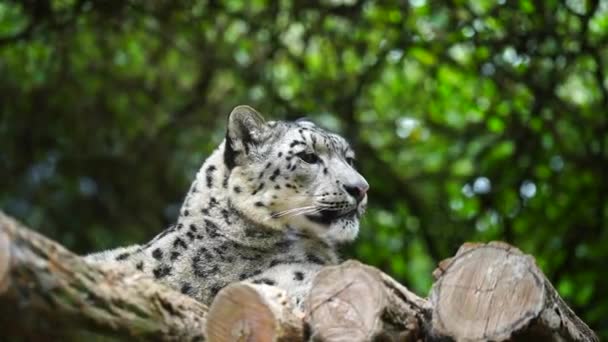 Vidéo Léopard Des Neiges Dans Zoo — Video
