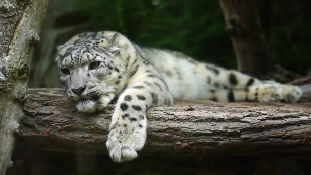 Vídeo Leopardo Neve Zoológico — Vídeo de Stock