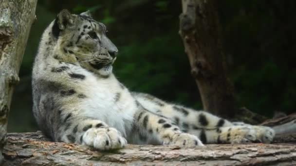 동물원에 눈표범의 비디오 — 비디오