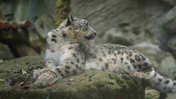 Vidéo Léopard Des Neiges Dans Zoo — Video