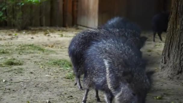 動物園でのシャコの種のビデオ — ストック動画
