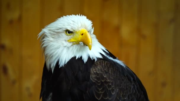 Video Águila Calva Zoológico — Vídeo de stock