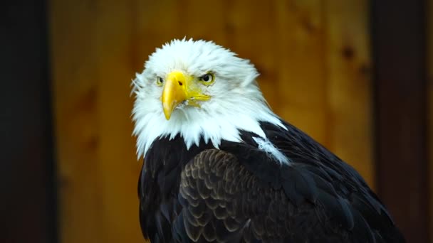Βίντεο Από Καραφλός Αετός Στο Ζωολογικό Κήπο — Αρχείο Βίντεο